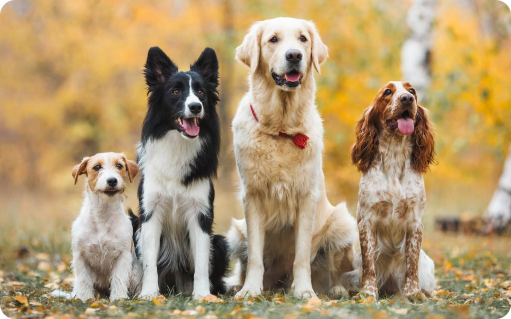 A group of four dogs of different breeds, sitting outdoors on an autumn day, with leaves on the ground and a blurred background of yellow foliage.