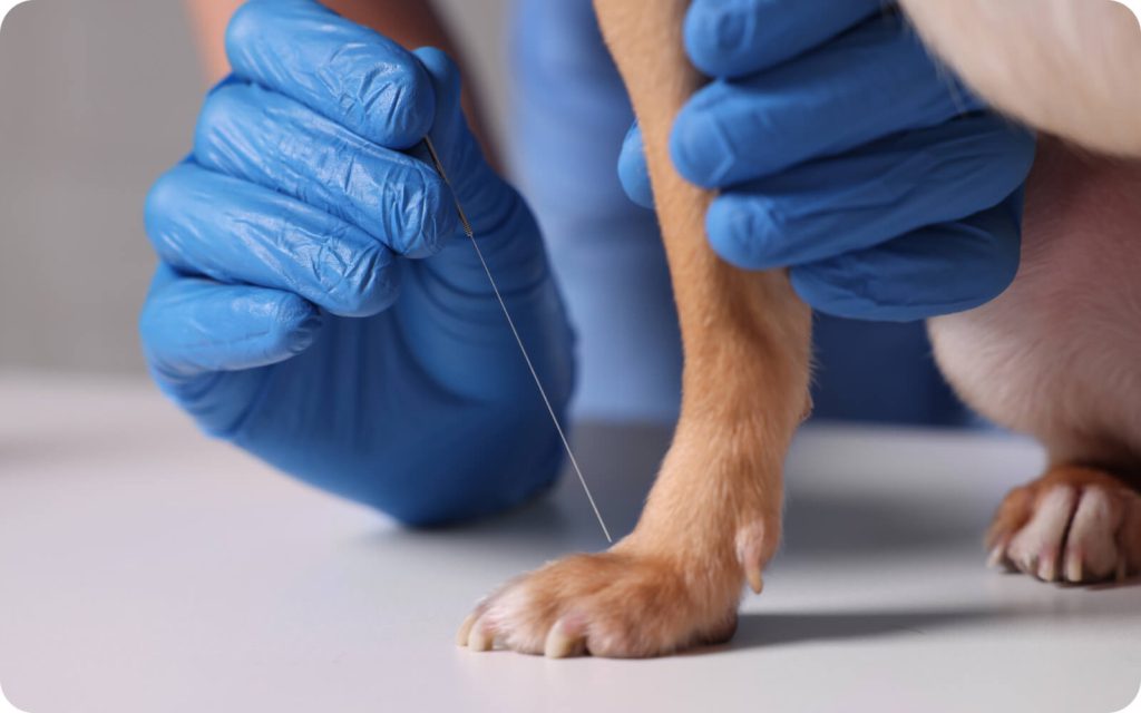 A veterinarian wearing blue gloves carefully performing acupuncture on a dog’s paw, close-up shot.