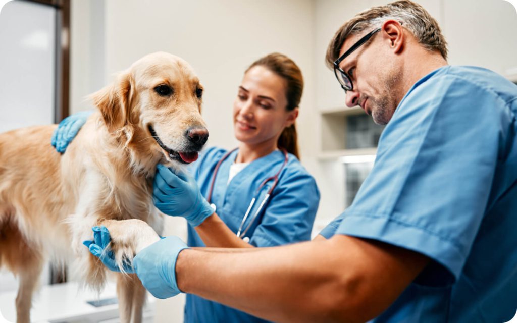 A happy Golden Retriever being examined by two veterinarians in blue scrubs and gloves in a modern veterinary clinic.