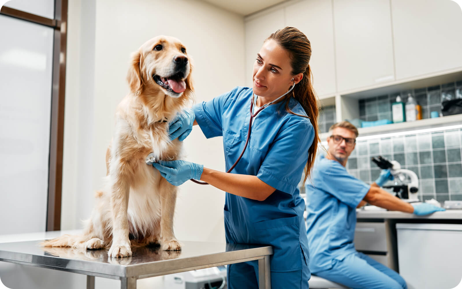 ASPCA Pet Insurance: Coverage, Costs & Waiting Periods | PetPlace