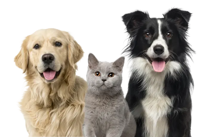 Golden Retriever, cat and Border Collie